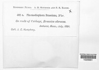 Plasmodiophora brassicae image